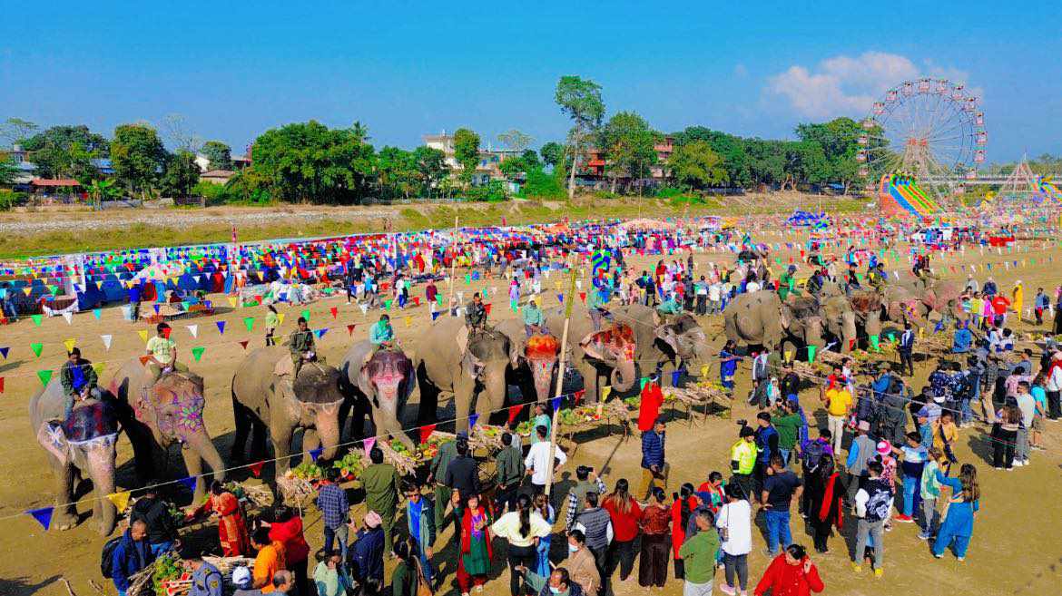 elephant sauraha (3).jpg